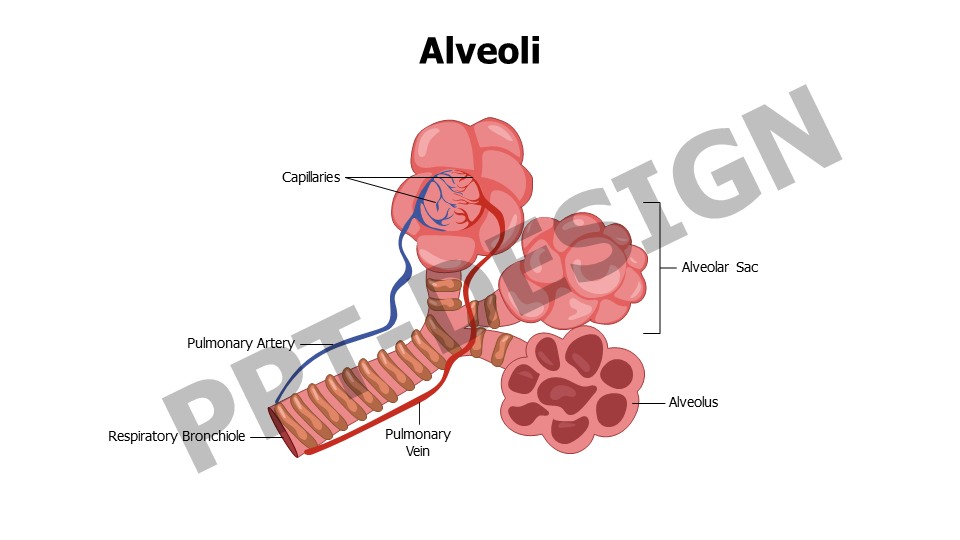 Alveoli Editable Slide