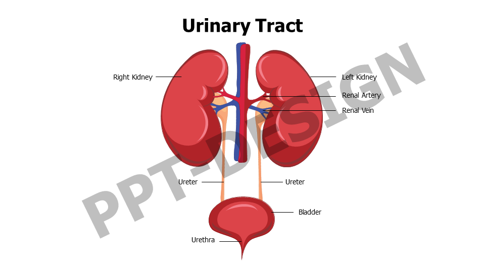 Urinary Tract Anatomy Editable Slide