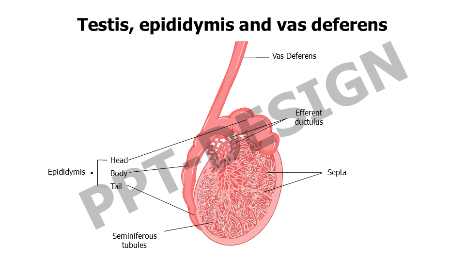 Testis, epididymis and vas deferens
