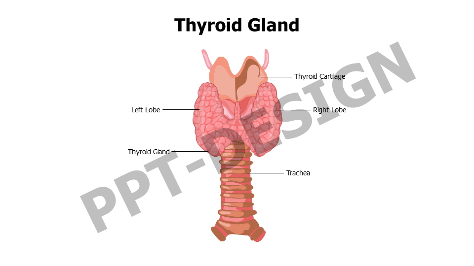 Thyroid Gland Anatomy Slide