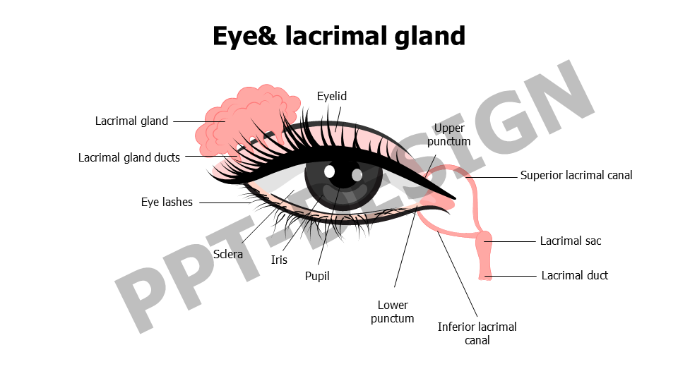 Eye and lacrimal gland 