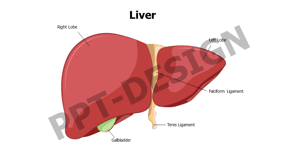 Liver Anatomy Editable Slide