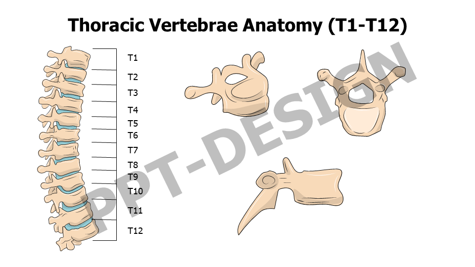 Thoracic Vertebrae Anatomy