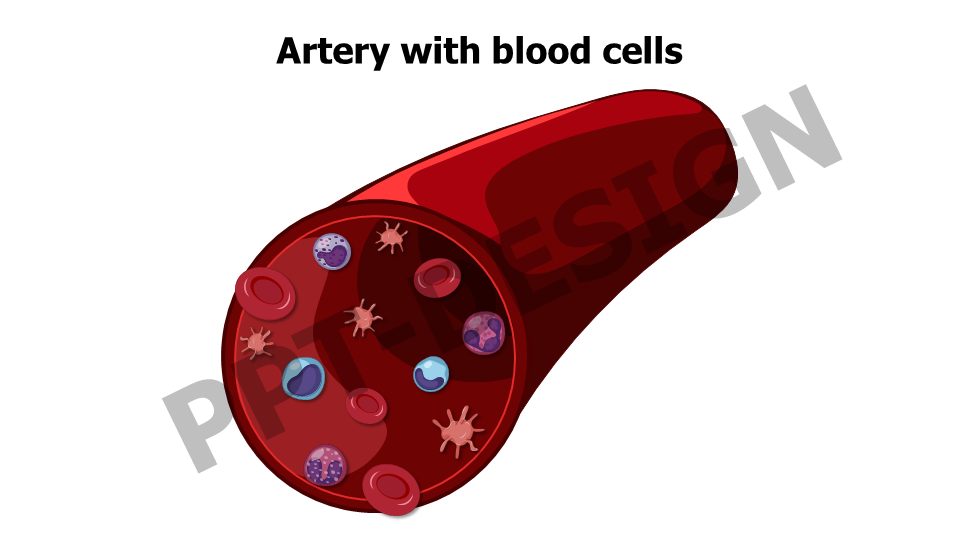 Artery with blood cells