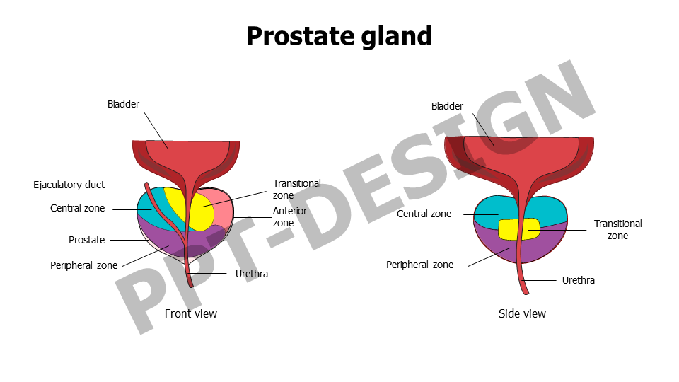 Prostate gland