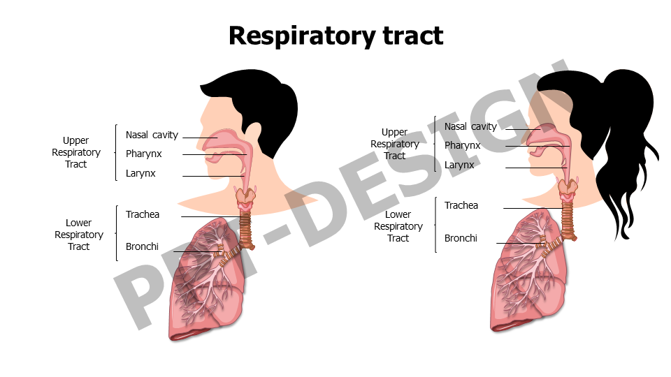 Respiratory tract