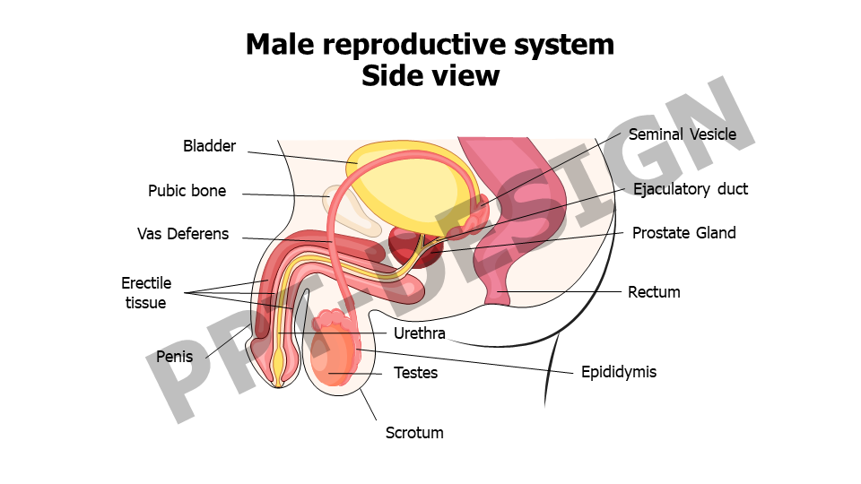 Male reproductive system Side view