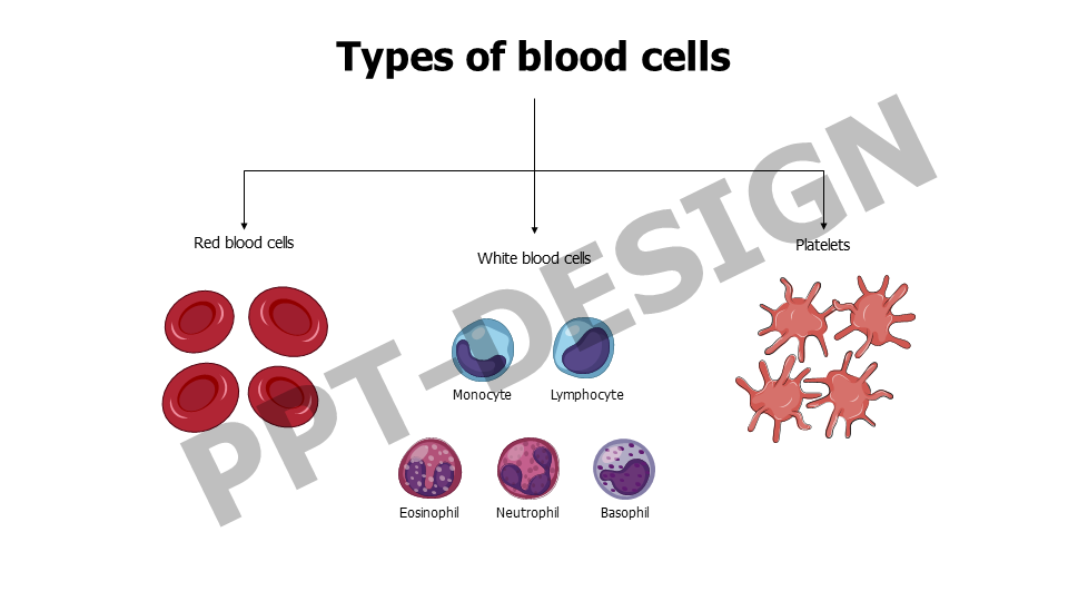 Types of blood cells