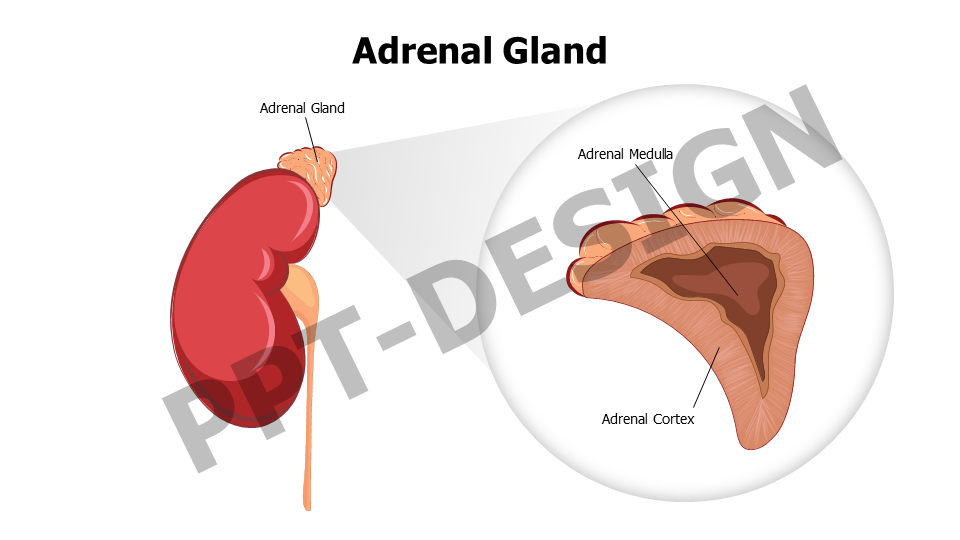 Adrenal Gland Editable Slide