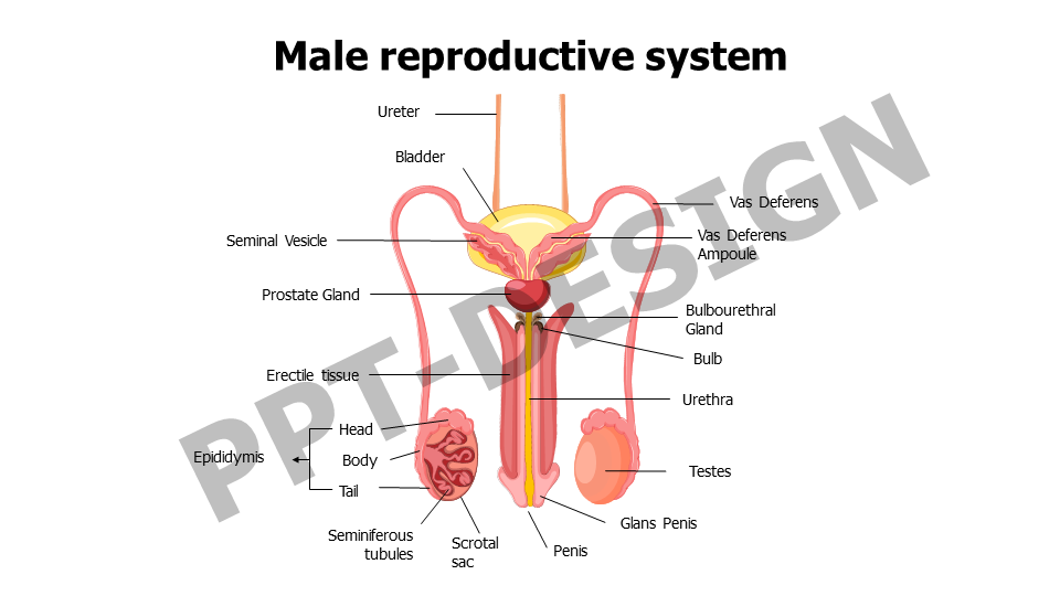 Male reproductive system