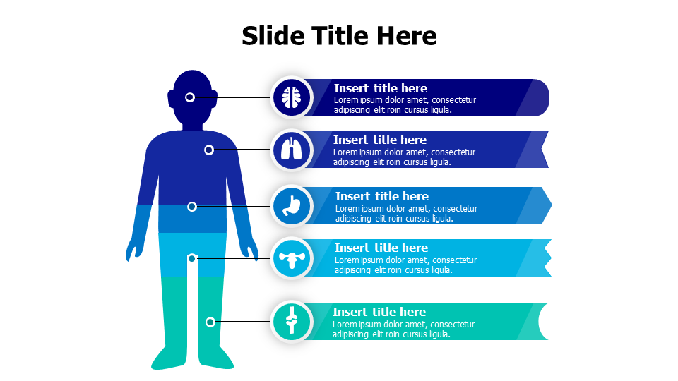 5 points divided human body infographic