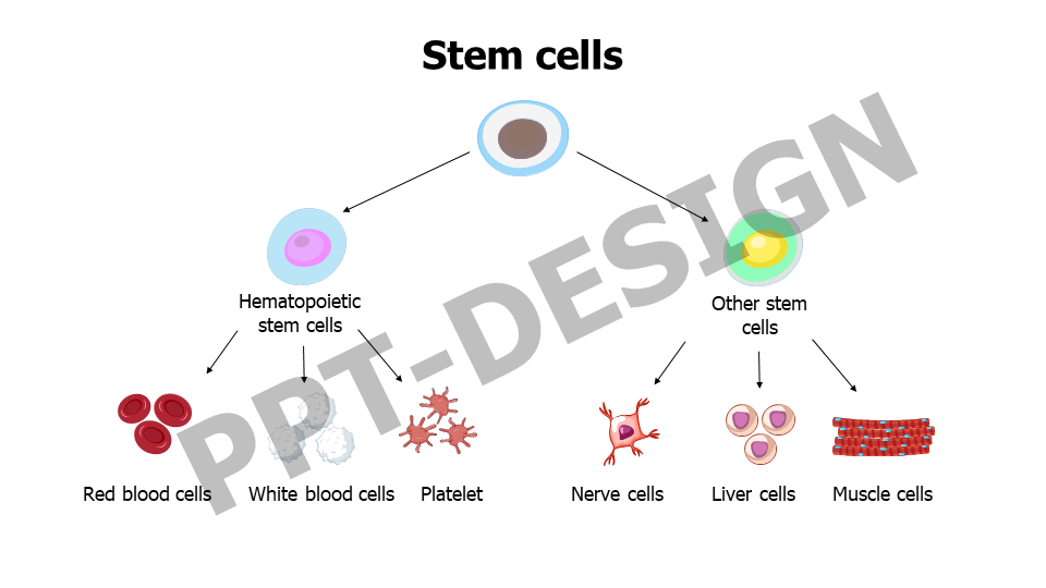 Stem cells
