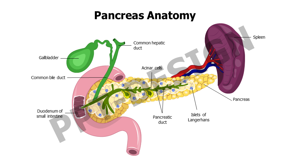 Pancreas Anatomy Slide with Gallbladder and Spleen