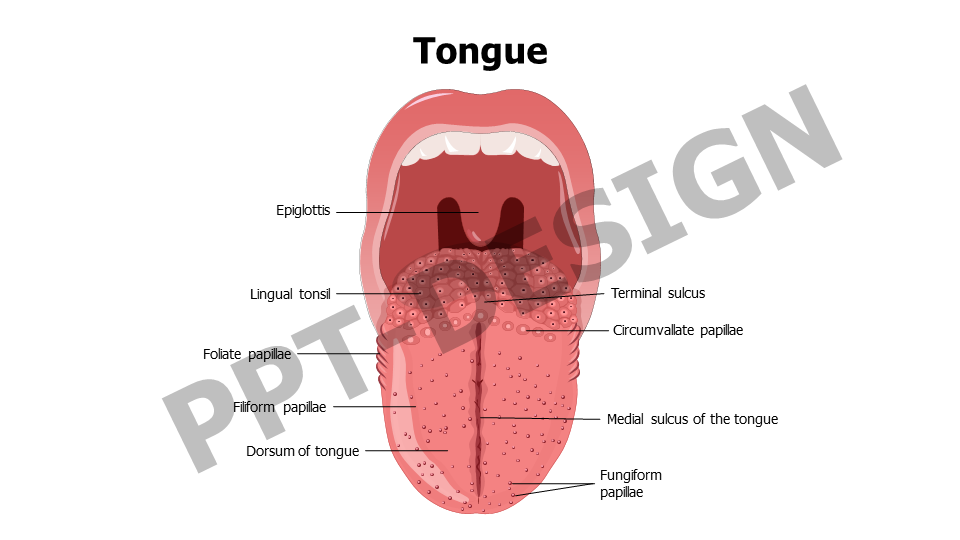 Tongue Anatomy Slide