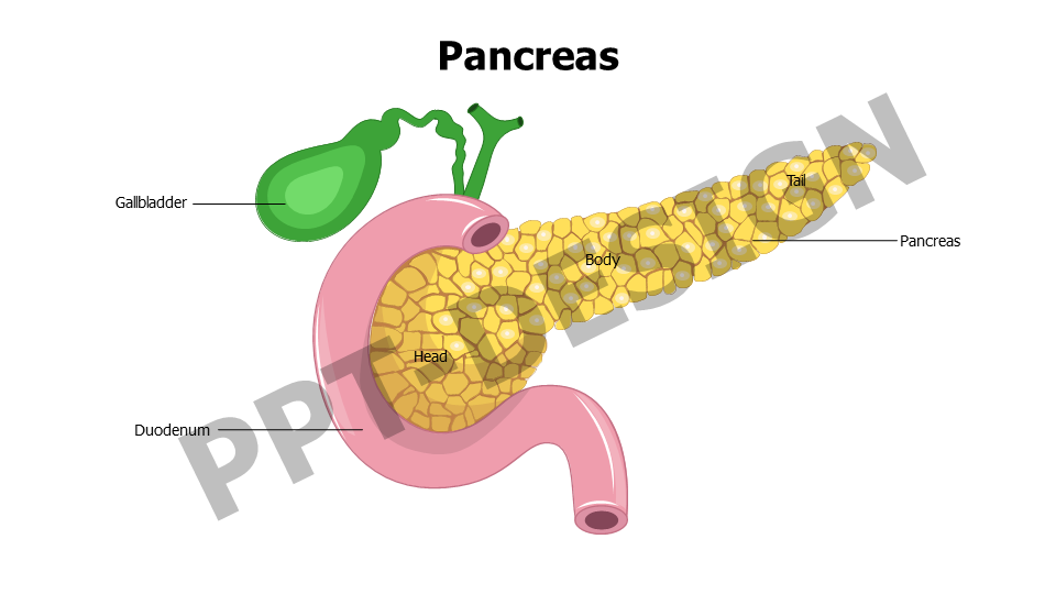 Pancreas Anatomy Slide