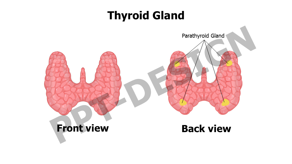 Thyroid-Parathyroid Gland Anatomy Slide