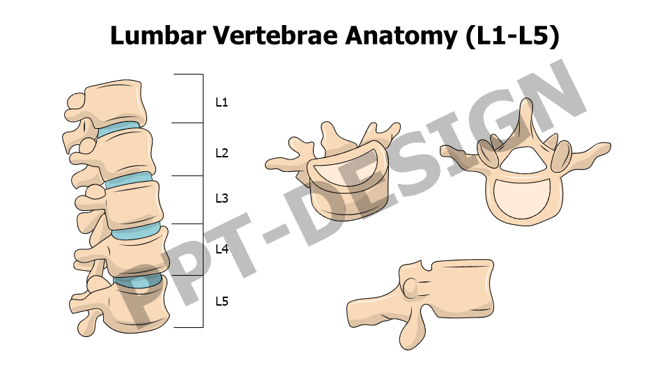 Lumbar Vertebrae Anatomy