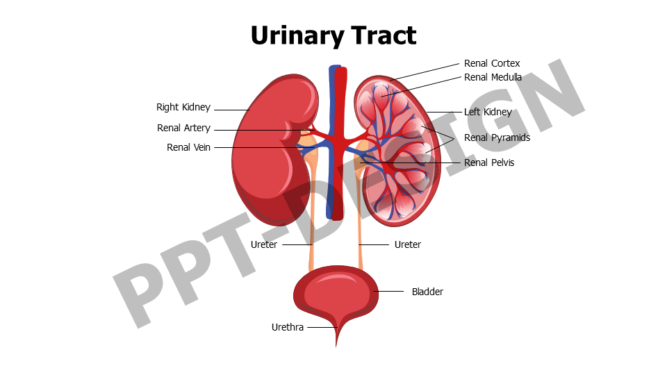 Urinary Tract with Kidney Anatomy Editable Slide