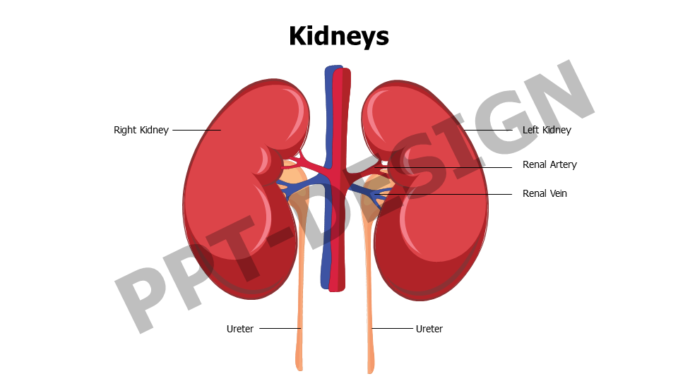 Kidneys Editable Slide