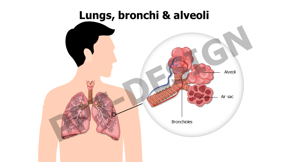 Lungs bronchi and alveoli man anatomy