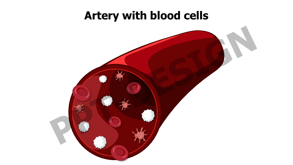 Artery with blood cells 2