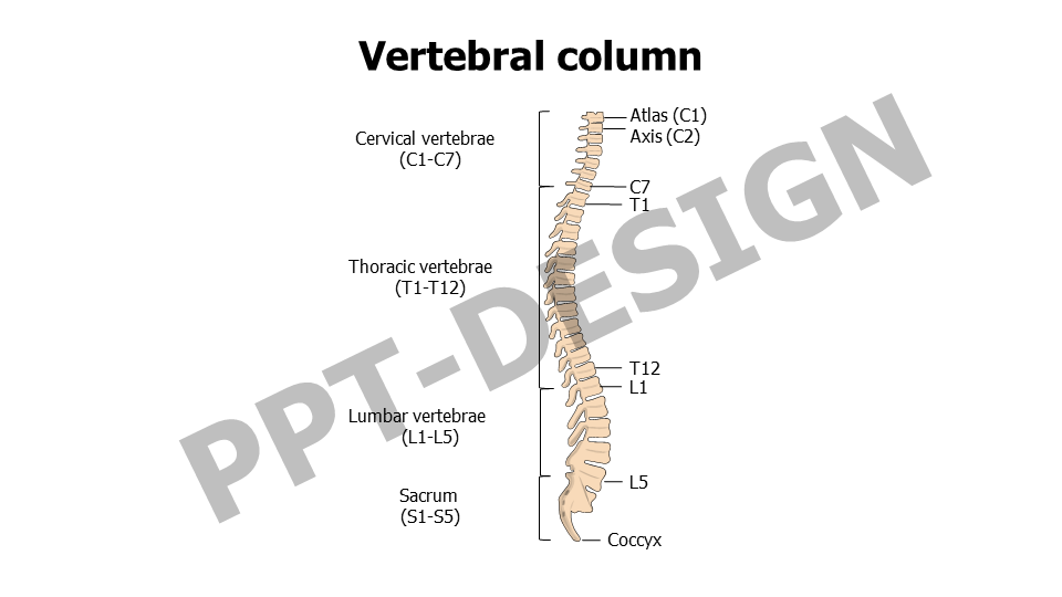 Vertebral column editable slide