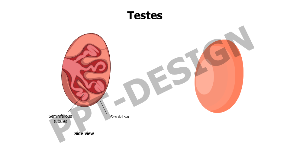 Testes