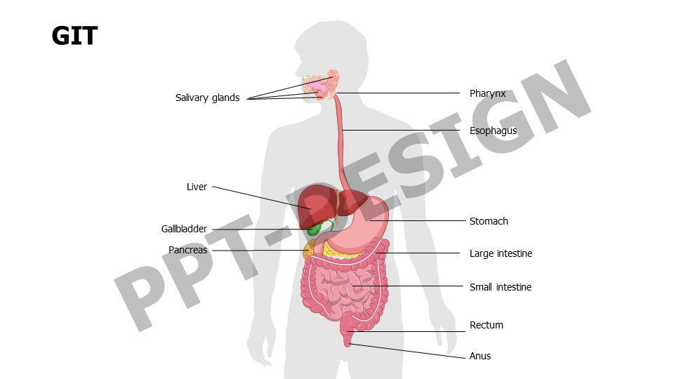 GIT anatomy