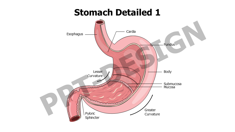 Stomach Layers Anatomy Editable Slide