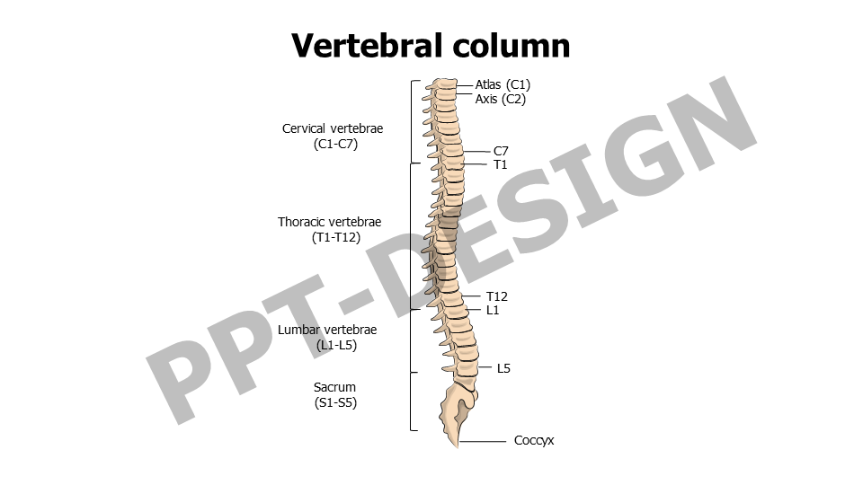 Vertebral column with tags slide