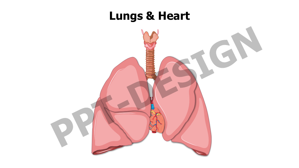 Lungs and Heart