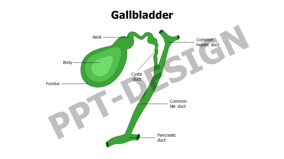 Gallbladder Anatomy Slide