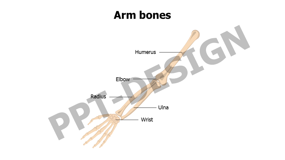 Arm bones