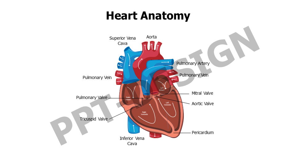 Heart Anatomy Editable Slide