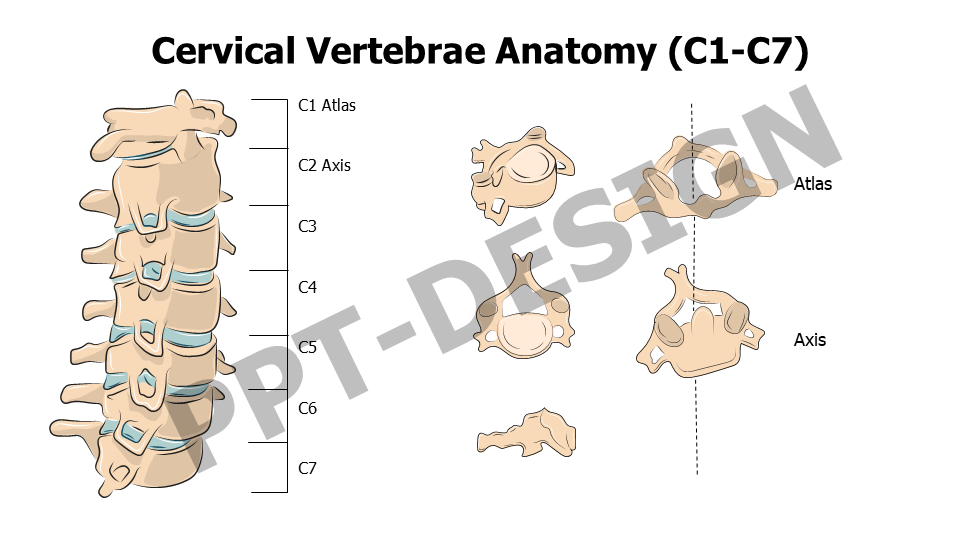 Cervical Vertebrae Anatomy
