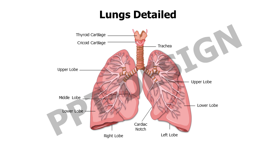 Lungs detailed Anatomy Editable Slide