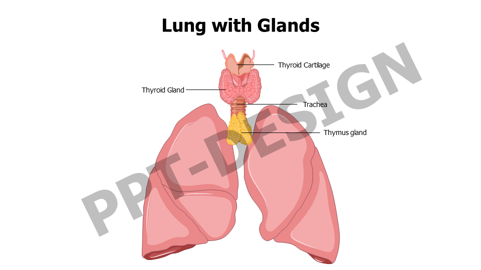 Lungs with Glands Anatomy Editable Slide