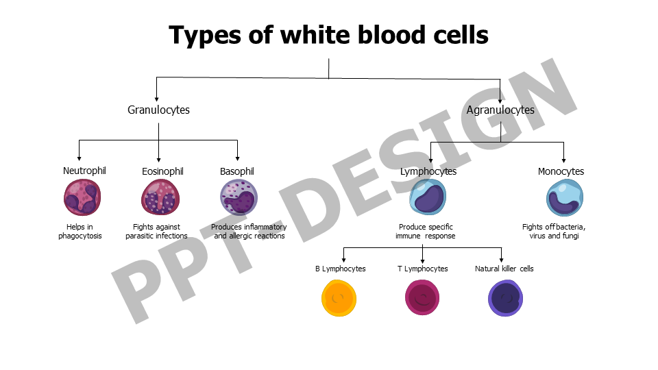 Types of white blood cells