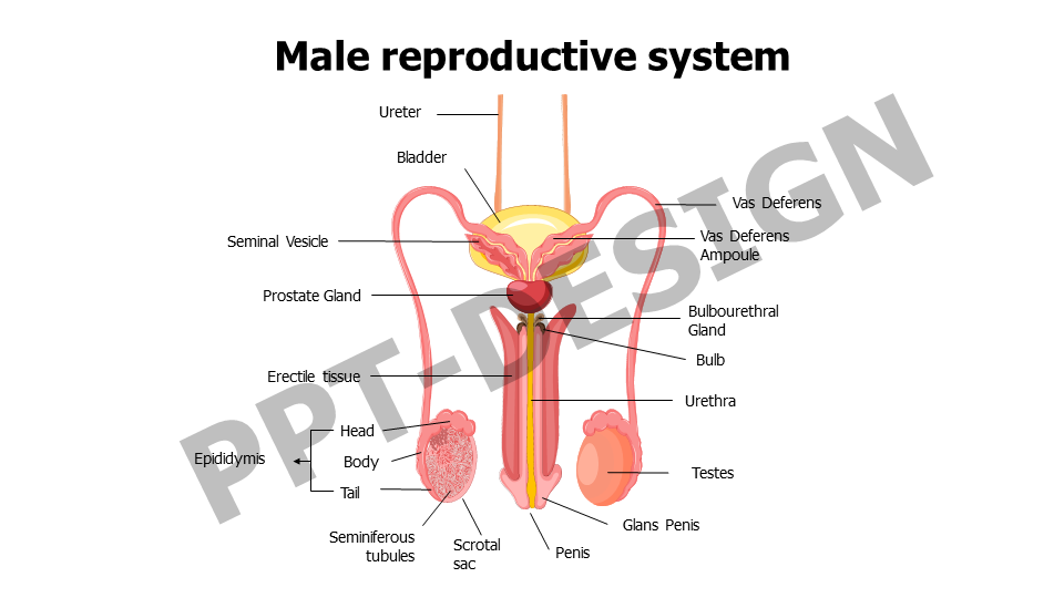Male reproductive system 2