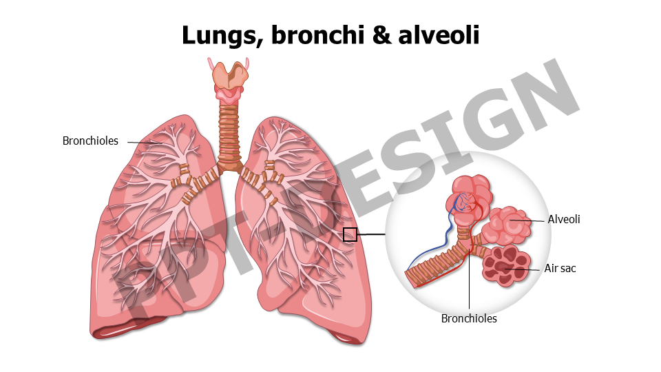 Lungs bronchi and alveoli 