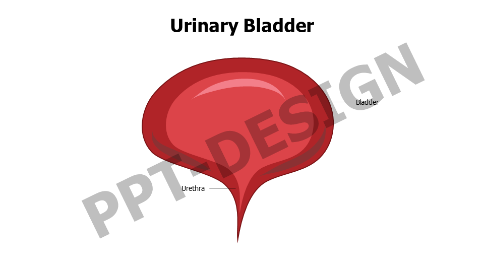 Urinary Bladder Editable Slide