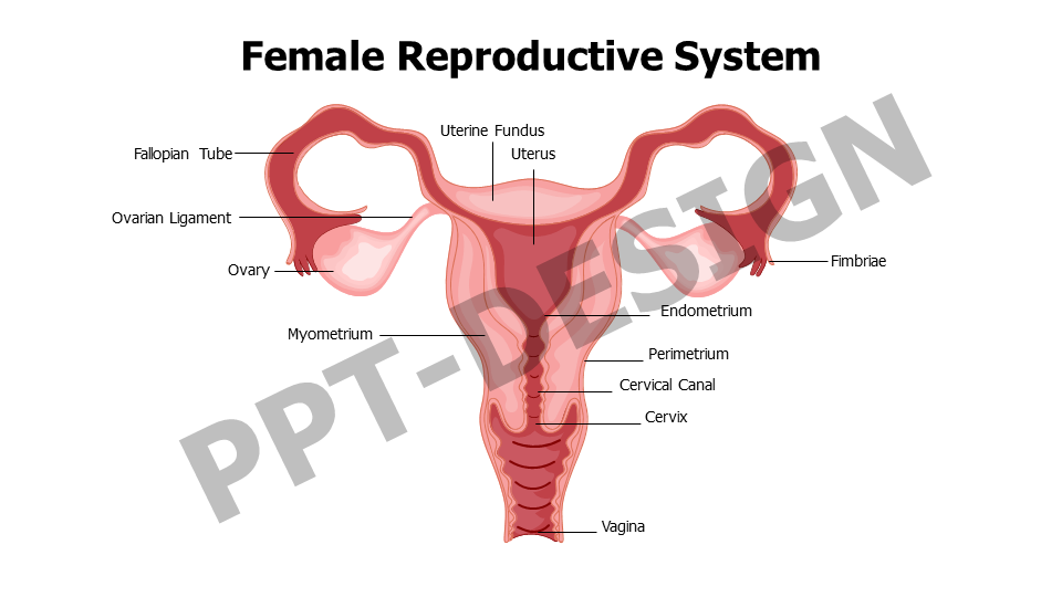 Female Reproductive System Anatomy Slide