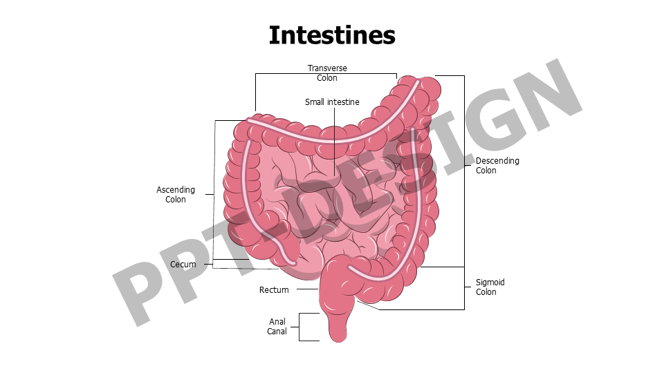 Intestines Editable Slide