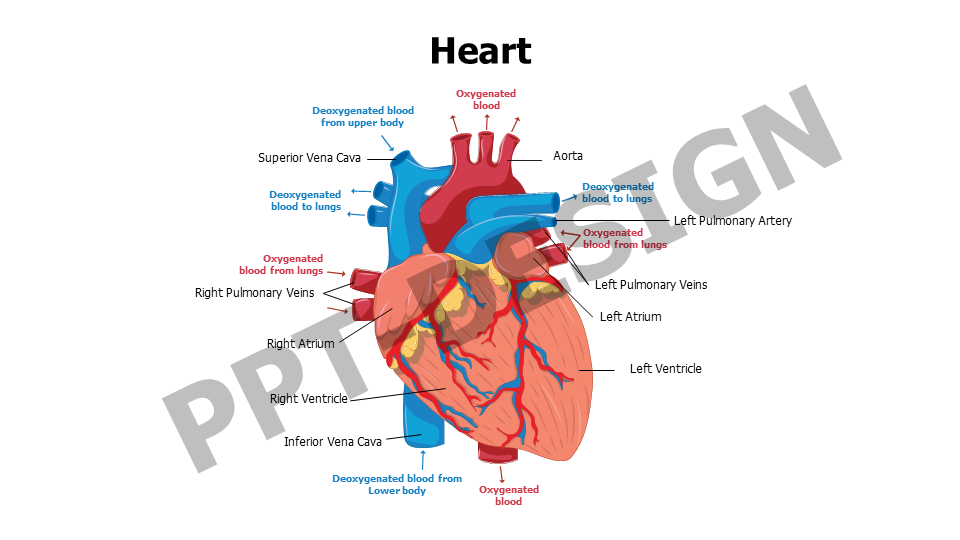 Heart Editable Slide