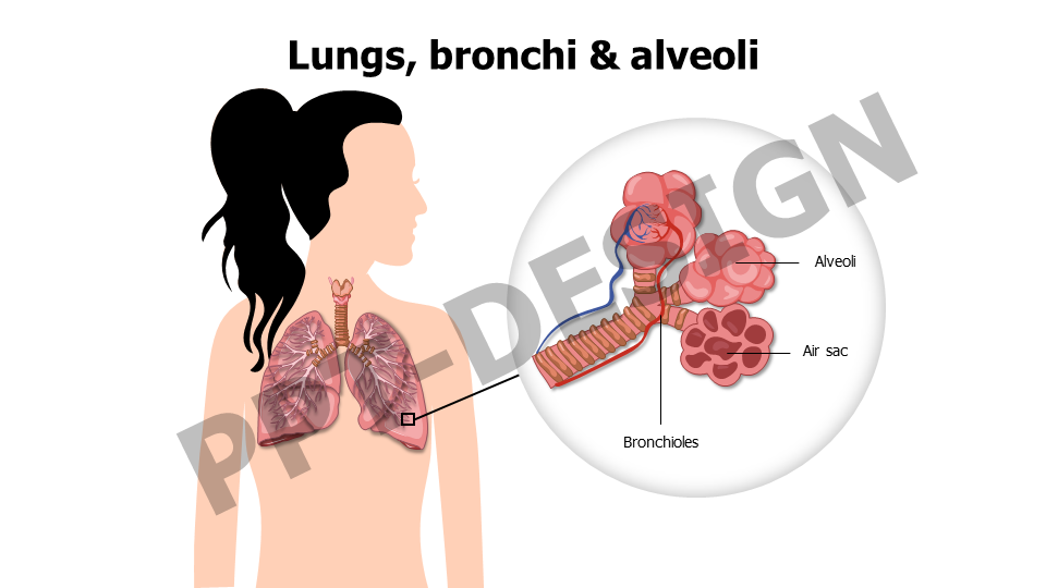 Lungs bronchi and alveoli woman anatomy