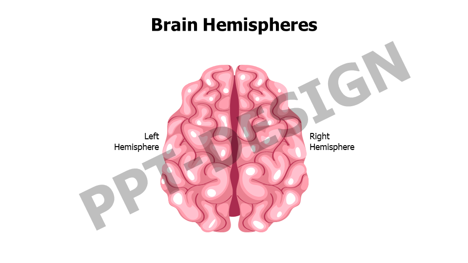 Brain Hemispheres Editable Slide