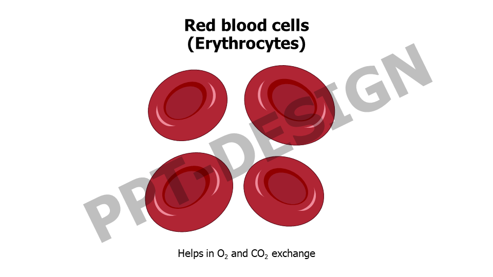 Red blood cells Erythrocytes