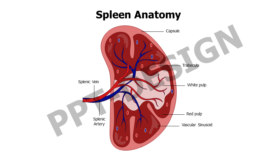 Spleen Anatomy Slide