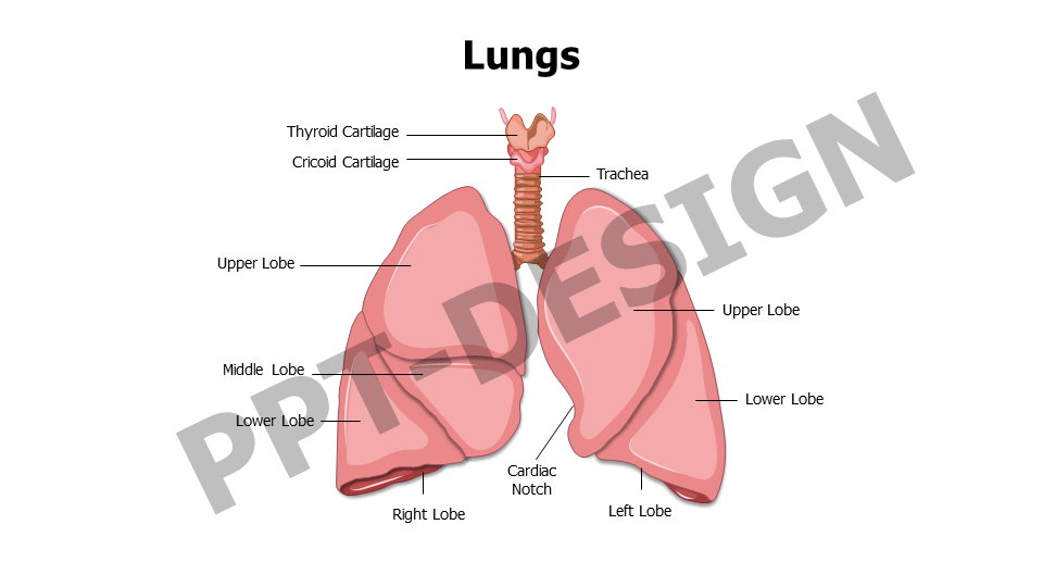Lungs Anatomy Editable Slide
