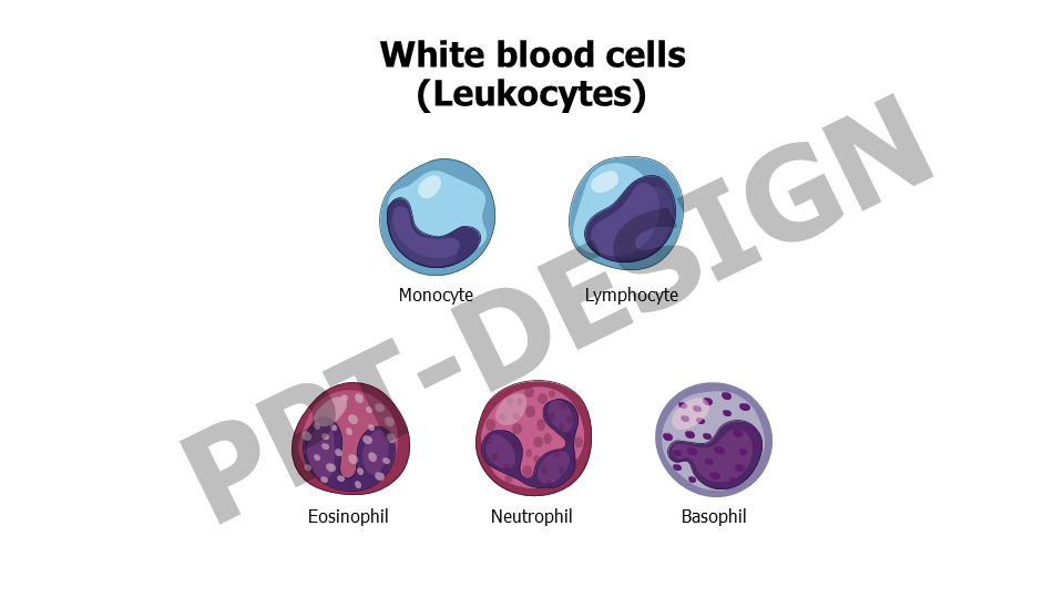 White blood cells Leukocytes